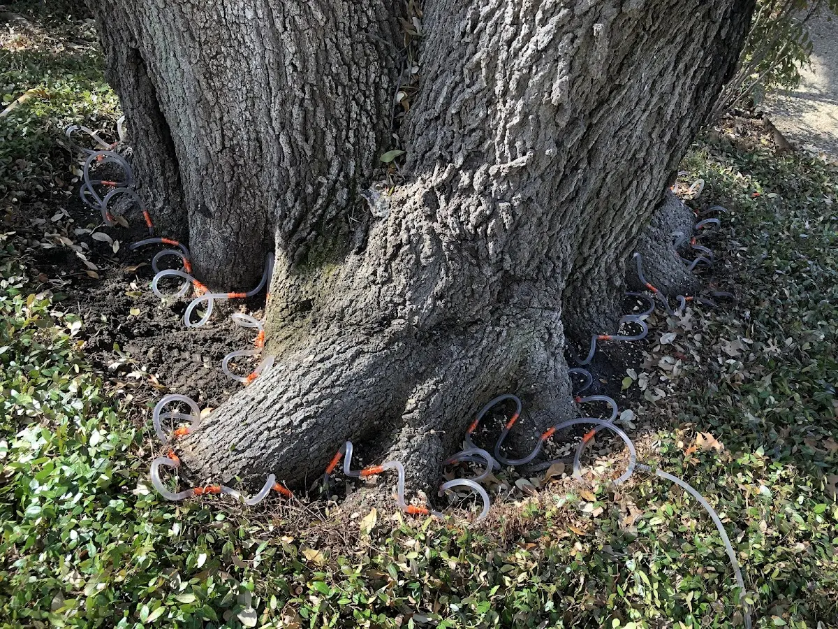Detailed Tree Cabling and Bracing job site in Prairie Hill