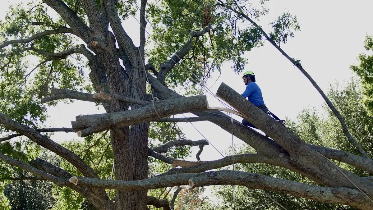 Professional Crown Thinning performed by certified arborists in Prairie Hill