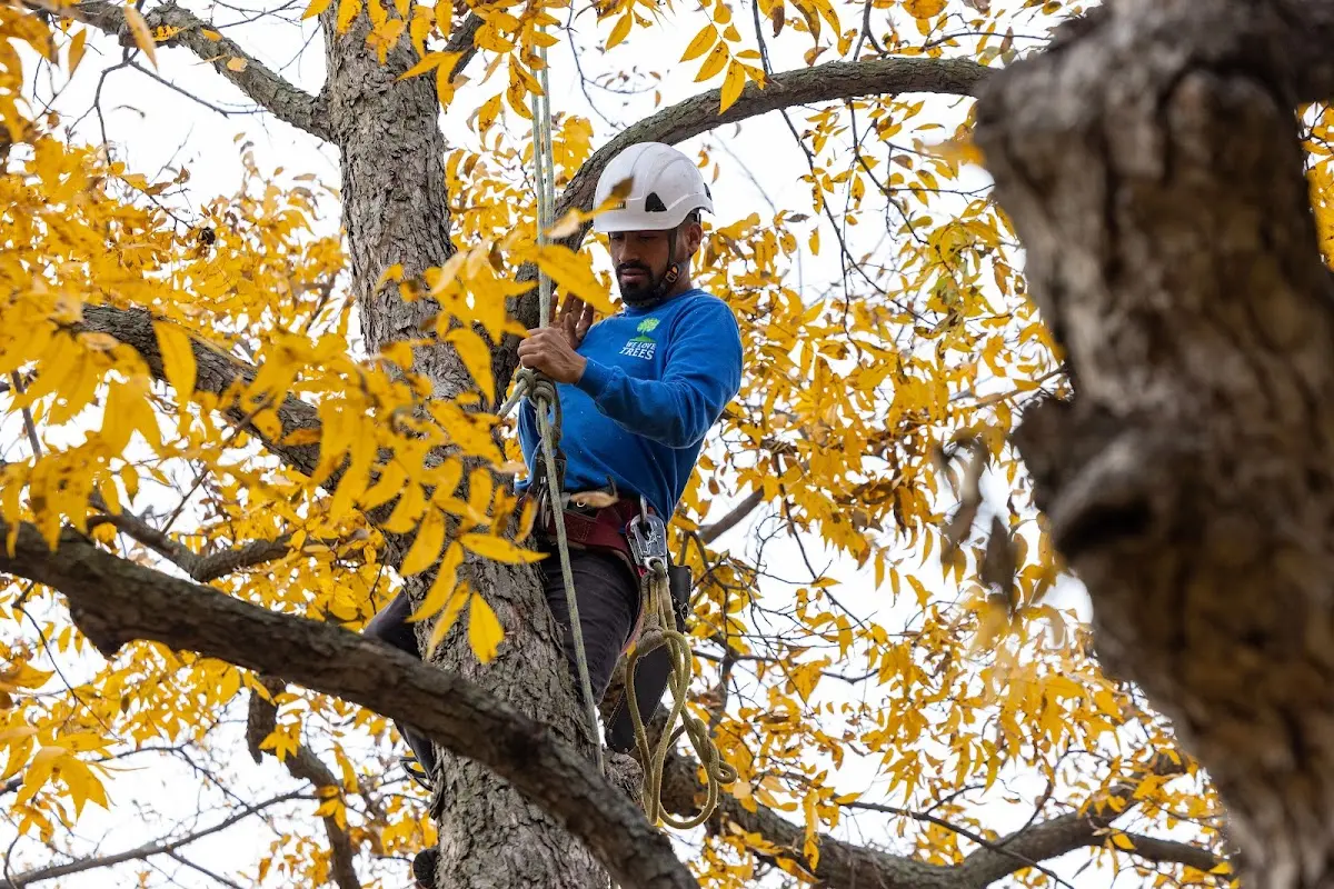 Skilled Tree Planing crew working in Prairie Hill